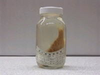 藏品(威氏棘花鱸)的圖片